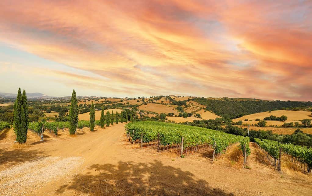 Degustazione_vini